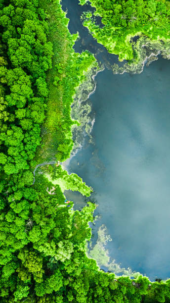 Blooming algae on river in spring, aerial view Blooming algae on river in spring, aerial view of nature in Poland bory tucholskie stock pictures, royalty-free photos & images