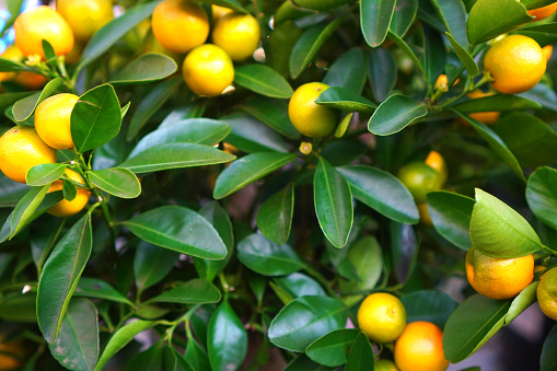 Juicy citrus calamondine background with leaves and fruits.