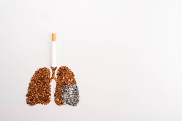 polmoni da fumatore di sigarette isolati su sfondo bianco - tobacco foto e immagini stock