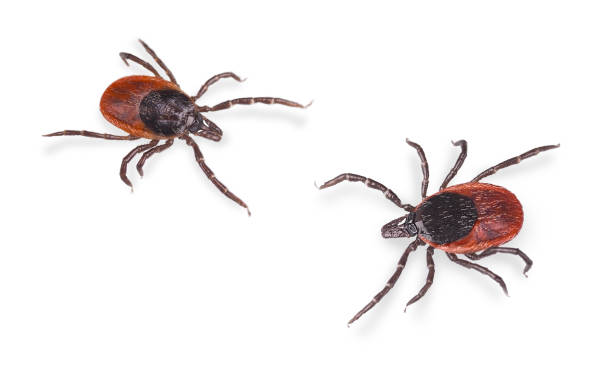 Closeup of parasitic castor bean ticks isolated on a white background. Ixodes ricinus Two crawling insect parasites. Dangerous tick-borne diseases carriers. Encephalitis or Lyme borreliosis prevention. Health protection. Entomology deer tick arachnid photos stock pictures, royalty-free photos & images
