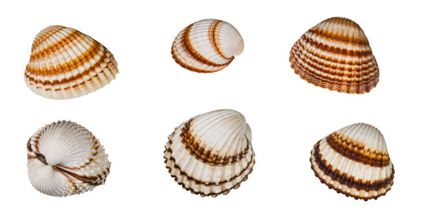 istock Set of brown striped common cockles isolated on a white background. Cerastoderma edule 1305854412