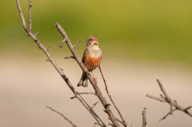 Small songbird on a wire against the sky