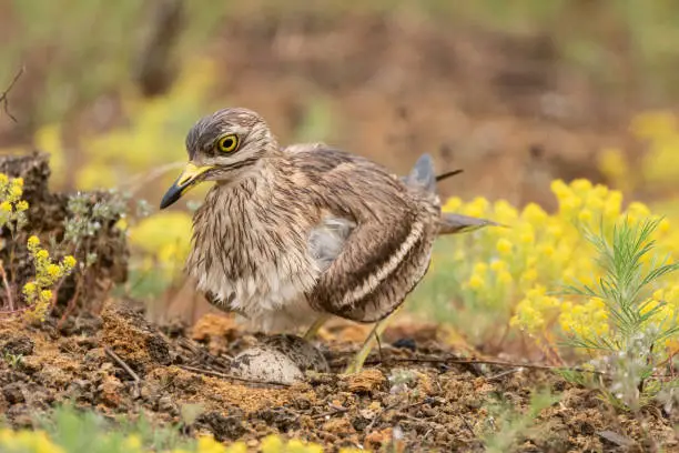 Burhinus oedicnemus Eurasian Stone Curlew sits on eggs in its nest.