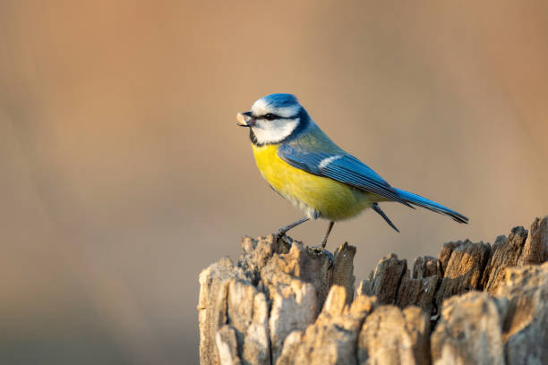 istock Blue tit Cyanistes caeruleus with peanuts in its beak. Beautiful background 1305854576
