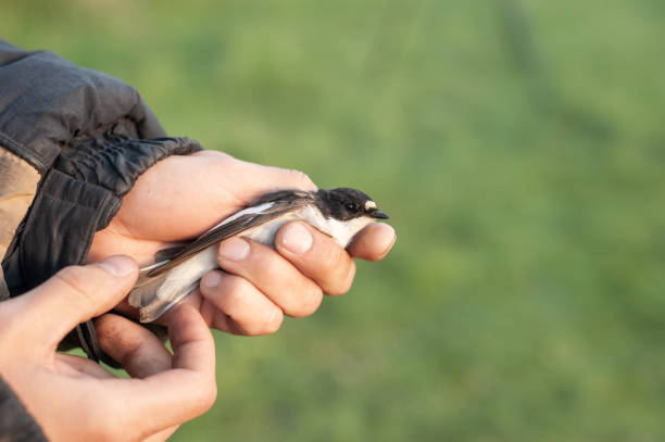 istock Bird banding by ornithologists during their migration 1305854588