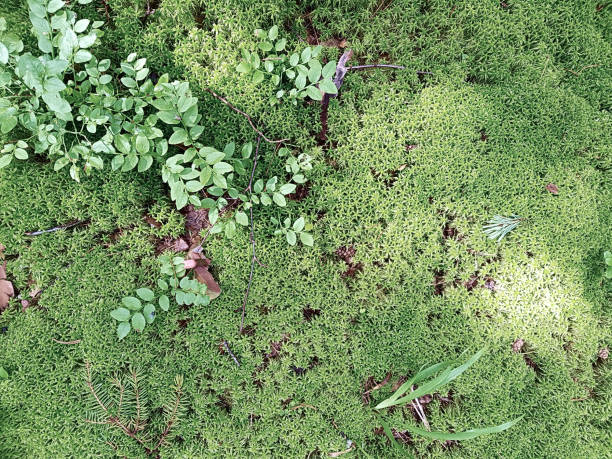 istock Natural background with fresh moss and twigs. Background concept, nature 1305854640