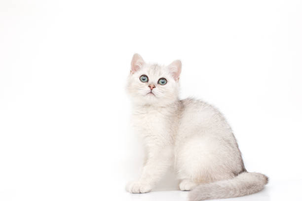 A beautiful white with a gray kitten British breed sits on a white background, looks up. Copy space. Isolated