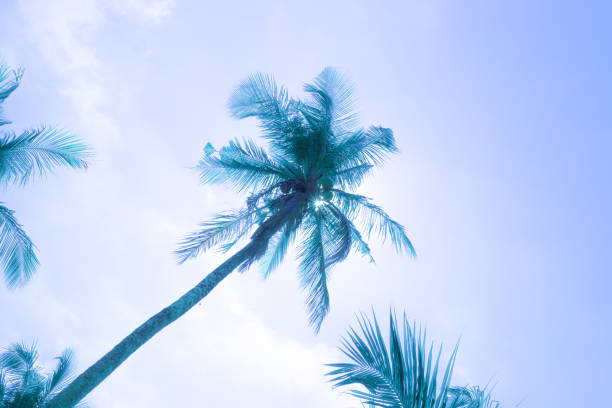 istock tilted palm tree, palm leaves, blue tint, vacation concept 1305855027