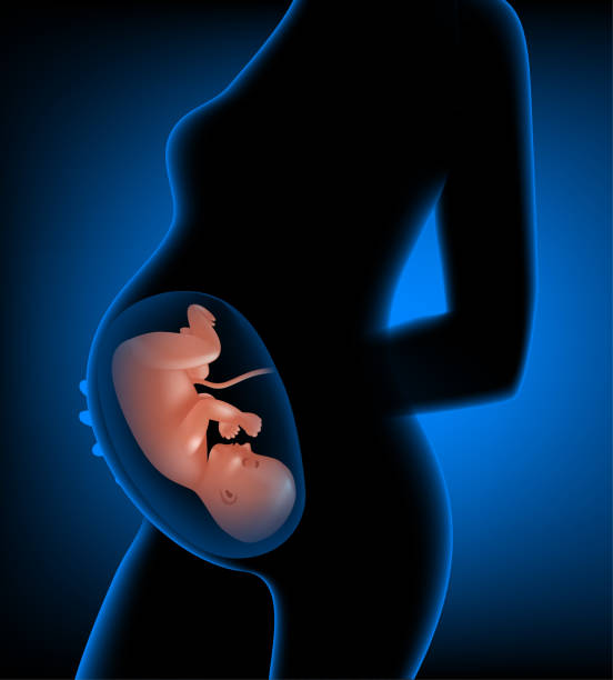 istock fetus in a woman's womb 1305855851