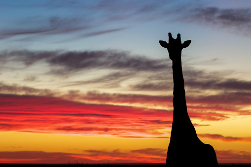 A lone giraffe walks through the open desert landscape during twilight at Tswalu Private Game Reserve, Kalahari, South Africa.
