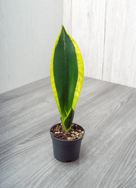 Sansevieria trifasciata Black Gold Extreme Sansevieria trifasciata Black Gold Extreme - herbaceous perennial with a thick rhizome with xiphoid, erect, hard, with longitudinal light stripes on a dark green background leaves sanseveria trifasciata stock pictures, royalty-free photos & images