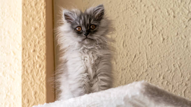 istock Grey turkish angora kitten on the beige background closeup.Grey kitten, looking at camera. World Pet Day. 1305859163