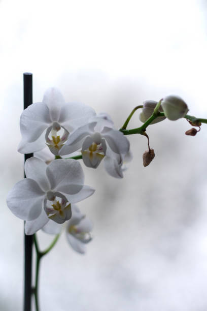 istock Close Up Branch Of White Orchid 1305859231
