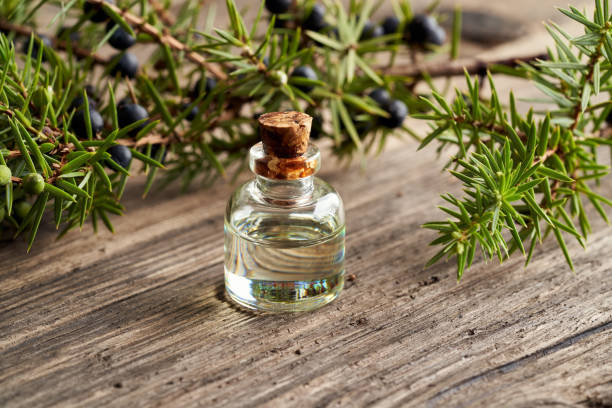 istock Essential oil bottle with juniper twigs 1305859341