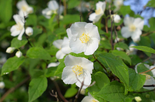 istock Flowering jasmine. White flowers with dewdrops. 1305860675