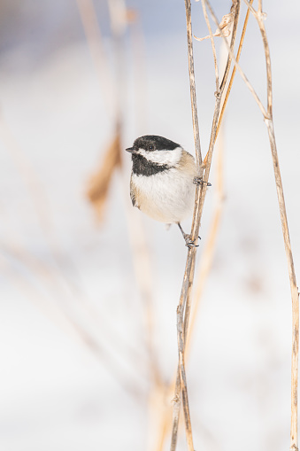 perched on branch in winter. Faded vegetation.