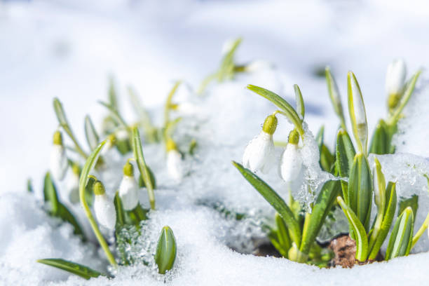 istock Sunrise sunset light on the white tender snowdrops covered snow in the spring forest. Beautiful spring background with copy space. 1305861693