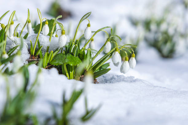 istock Sunrise sunset light on the white tender snowdrops covered snow in the spring forest. Beautiful spring background with copy space. 1305861700