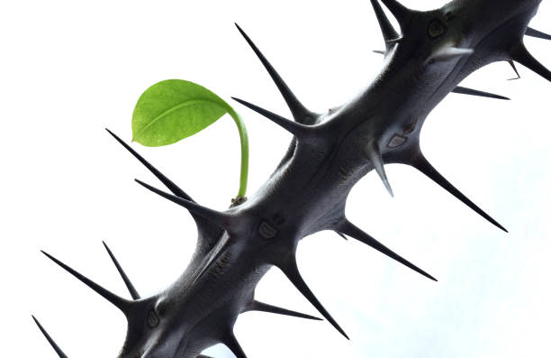 A section of a crown of thorns plant with only one leaf.