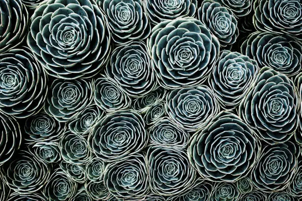 Close-up image of a hens-and-chicks succulent (sempervivum), Crassulaceae or houseleeks