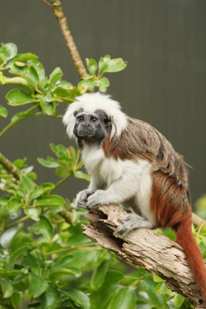 istock Cotton-Top Tamarin in tree 1305862328