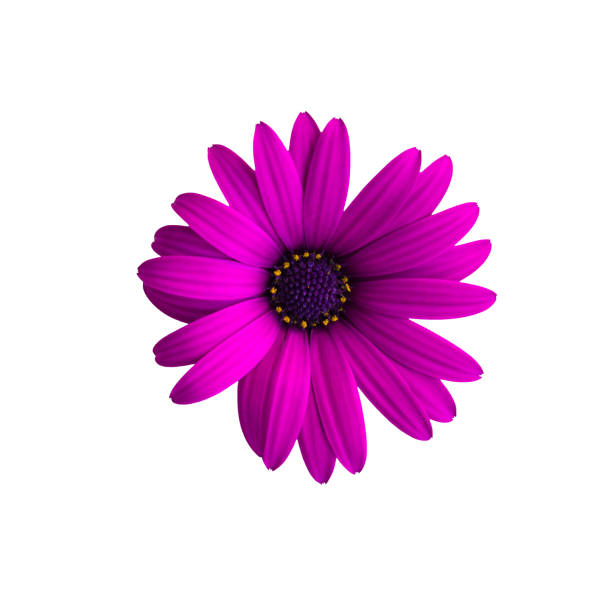istock Purple flower isolated on white background. Osteospermum ecklonis, dimorphotheca ecklonis or african daisy 1305862497