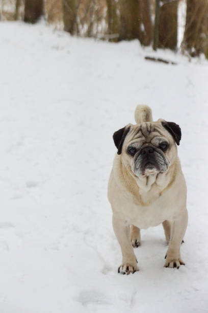 istock Pug in the snow 1305864811