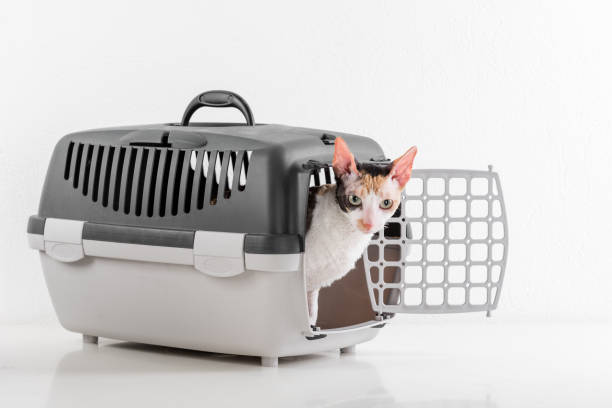 istock Curious Cornish Rex Cat Sitting in the Box on the White table with Reflection. White Wall Background. 1305865267