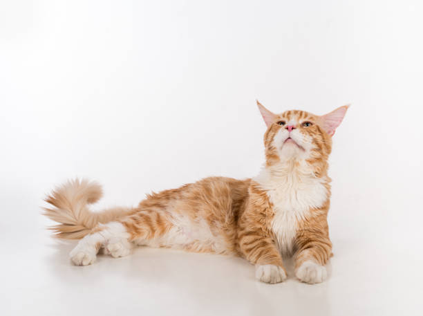istock Curious Maine Coon Cat Lying on the White Table with Reflection. White Background. Open Mouth 1305865946
