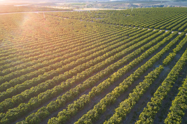 istock Olive Plantation in Bakersfield, California. 1305869362