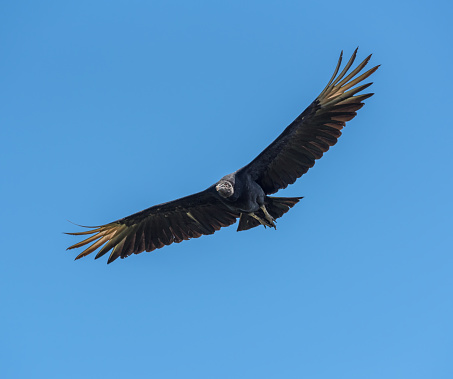 flying black vulture, Drake Bay, Costa Rica