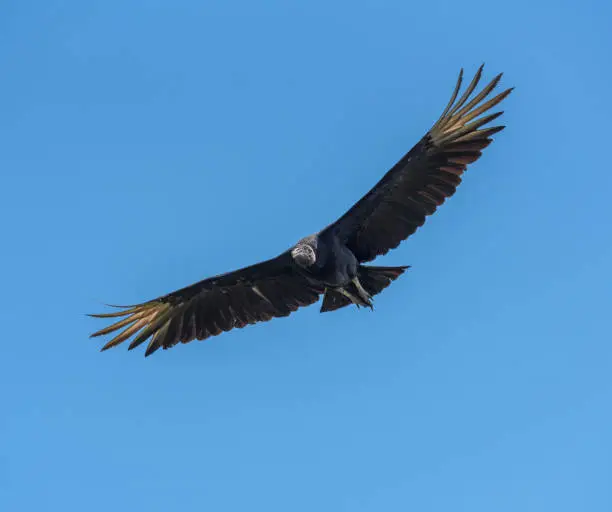 Photo of flying black vulture, Drake Bay, Costa Rica