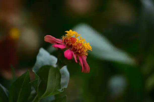 Close up photo of Red Zinnia flower in blossom