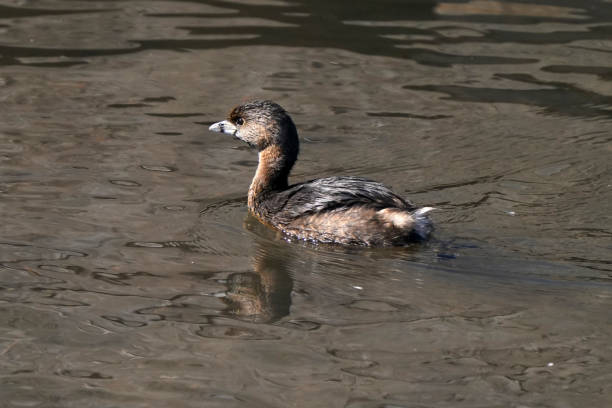 istock Pie Billed Grebe swimming in water in winter 1305873692
