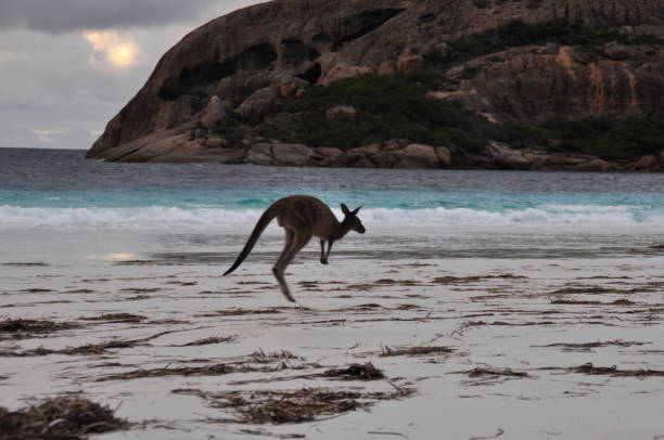 istock Young male kangaroo on the beach at Lucky Bay 1305874546