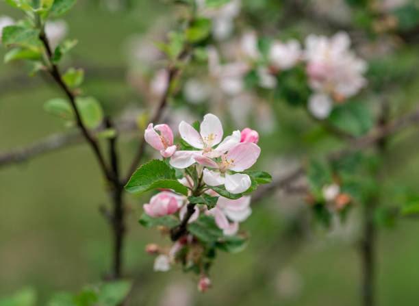 istock Blooming apple tree in spring time. Full of bright light as warm season orchard concept 1305874582