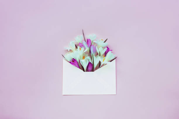 istock Pink paper envelope with crocuses, lilac background. Top view, flat lay, copy space. Spring concept 1305877017