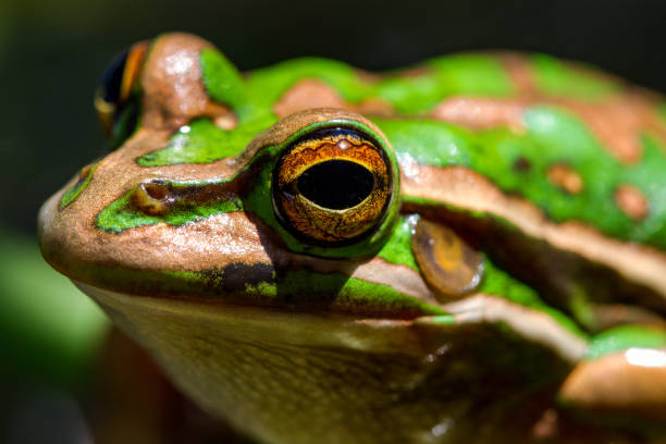 istock Green and Golden Bell Frog 1305877194