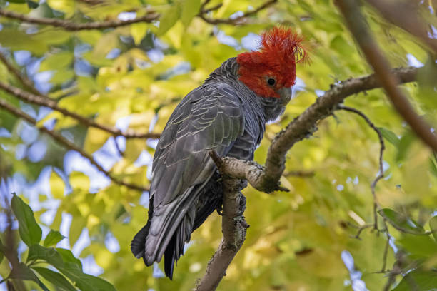 istock Gang Gang Cockatoo 1305877232