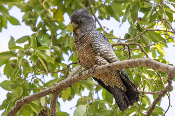 istock Gang Gang Cockatoo 1305877258