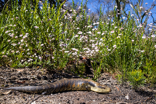 Eastern Blue-tongue Lizard basking in front of Pink Flannel Flowers