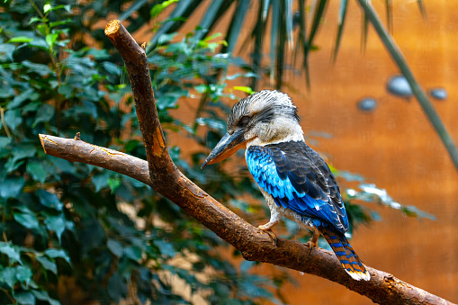 Kookaburra sleeping on the branch . Exotic bird with blue feathers