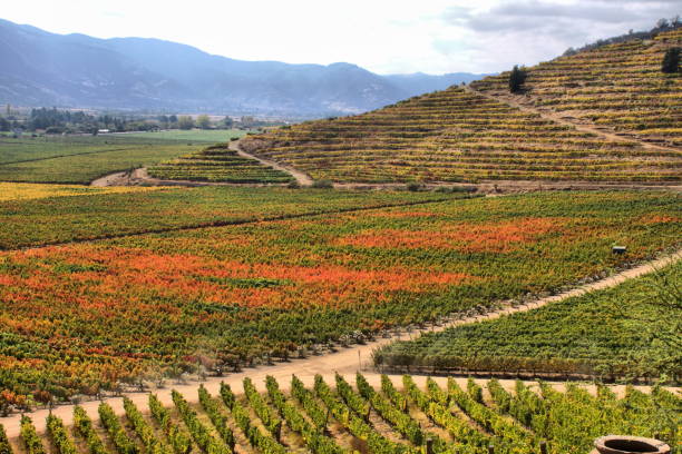 Panoramic view of a vineyard at Colchagua valley stock photo