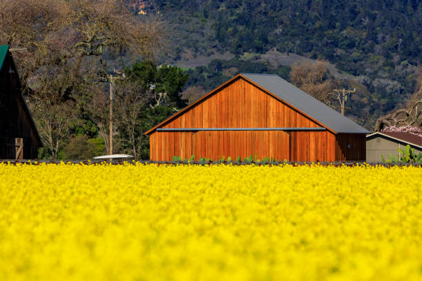 fiori di senape gialla tra viti a napa valley, california, usa - napa napa valley california flower foto e immagini stock