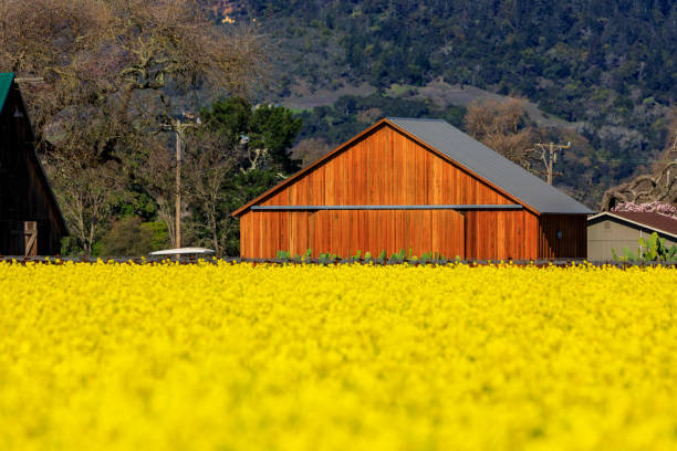 アメリカ合衆国 カリフォルニア州ナパバレーのブドウのブドウの間に黄色いマスタードの花 - napa napa valley california flower ストックフォトと画像