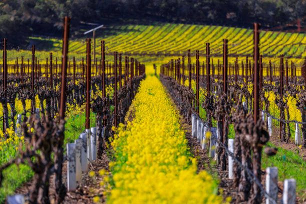 fleurs jaunes de moutarde entre les vignes dans la vallée de napa, la californie, etats-unis - vineyard napa valley field in a row photos et images de collection