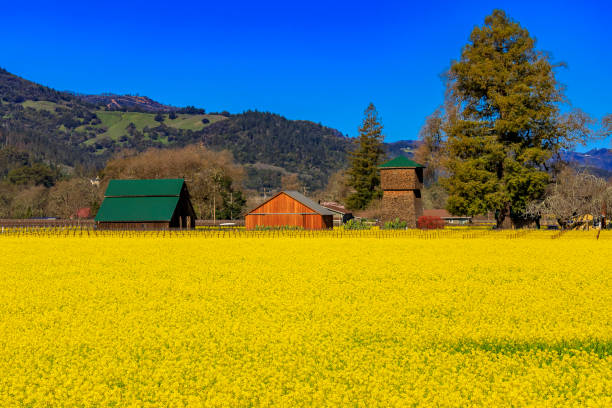 アメリカ合衆国 カリフォルニア州ナパバレーのブドウのブドウの間に黄色いマスタードの花 - napa napa valley california flower ストックフォトと画像