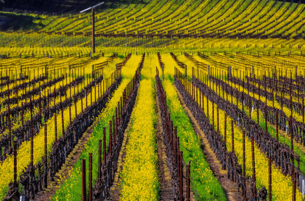 アメリカ合衆国 カリフォルニア州ナパバレーのブドウのブドウの間に黄色いマスタードの花 - napa napa valley california flower ストックフォトと画像
