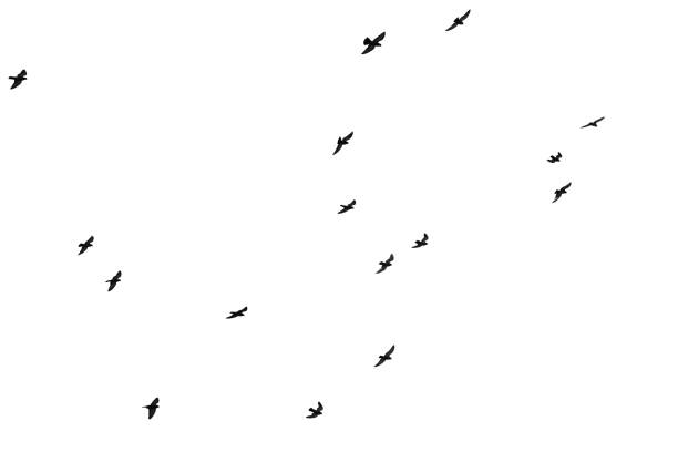 istock Flock of birds flying isolated on white background 1305883559