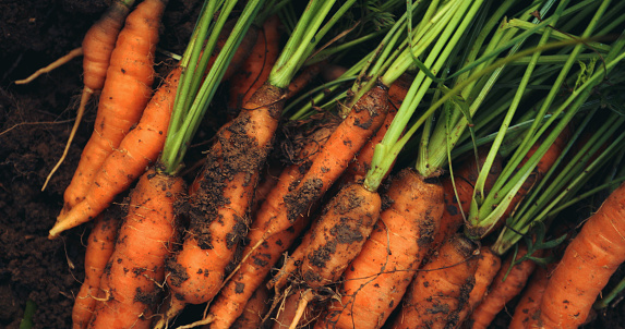 Just harvested carrots in the picture. Looking healthy and tasty.